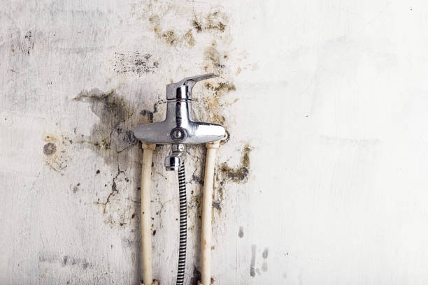 Reliable Corydon, IA Mold Removal Solutions