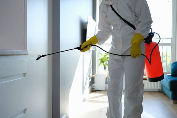 Best Affordable Mold Removal  in Corydon, IA
