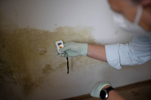 Best Office Mold Removal Services  in Corydon, IA