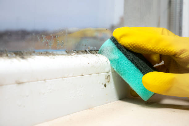 Best Professional Mold Removal  in Corydon, IA