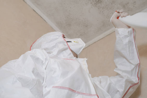 Mold Removal and Inspection in Corydon, IA