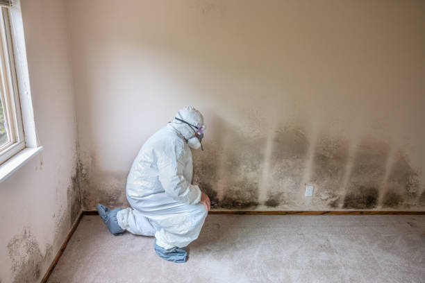 Best Crawl Space Mold Removal  in Corydon, IA