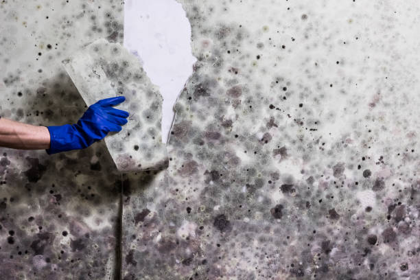 Attic Mold Removal in Corydon, IA